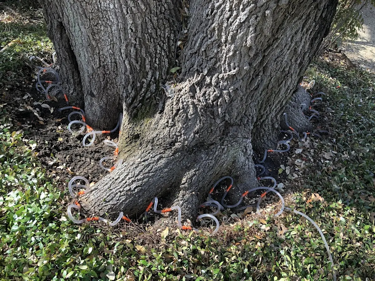 Detailed Tree Cabling and Bracing job site in South Jordan