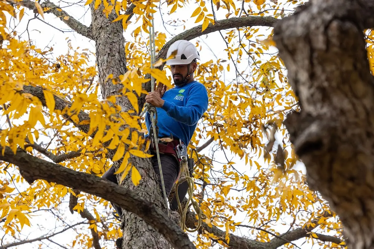 Skilled Tree Pruning crew working in South Jordan